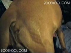 Zoo sex video footage of a dog getting it on in the zoo - Harrie Pound's Zoo Skool