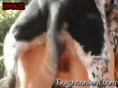 Crazy Dalmatian fucks brunete girl