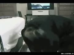 Big black dog drill her cunt orgy