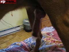 240px x 180px - she love public with dog - ZooJizz - Free Porn Tube Videos