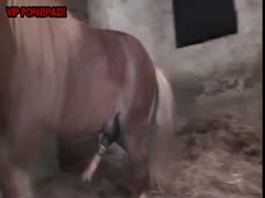 penis horse with condom