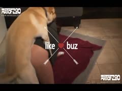 So hot Human Fuck Dog - ZooJizz - Free Porn Tube Videos