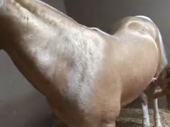Cock pics horse Category:Horses with