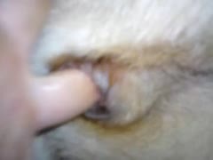 Dude fingering a dogs tight asshole