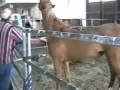 Horse sex gay Screaming and