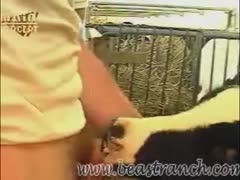 Cute calf got zoophile owner