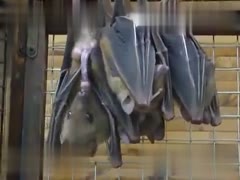 Love is in the Air as Two Bats Engage in Insane Lovemaking – While One Bat Masturbates in the Background!
