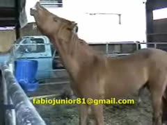Outrageous: Horse Sex, Dog Sex and Free Porn Video XXX!