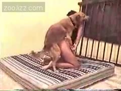 Forbidden Pleasure: Experience Mom Dog Style F*cks with Free Porn!
