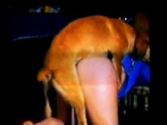 Shock & Awe: College Hussy Goes Wild with Dog in Shocking Zoophilia Video!