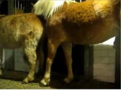 Man Sacrifices Himself to Stop Horse From Mating With His Mare - Zoo Porn Horse Sex Zoophilia XXX Video Zoo Free Porn Animal Video