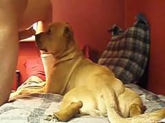Watch this free zoo sex video of a dog licking and sucking on a zoophile boner in the bedroom: Zoo Porn Dog Sex, Zoophilia.