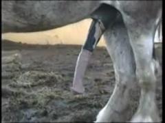 Exclusive zoo fetish film, which was shot by a ranch employee, depicts a horse having a hard cock in a zoo setting